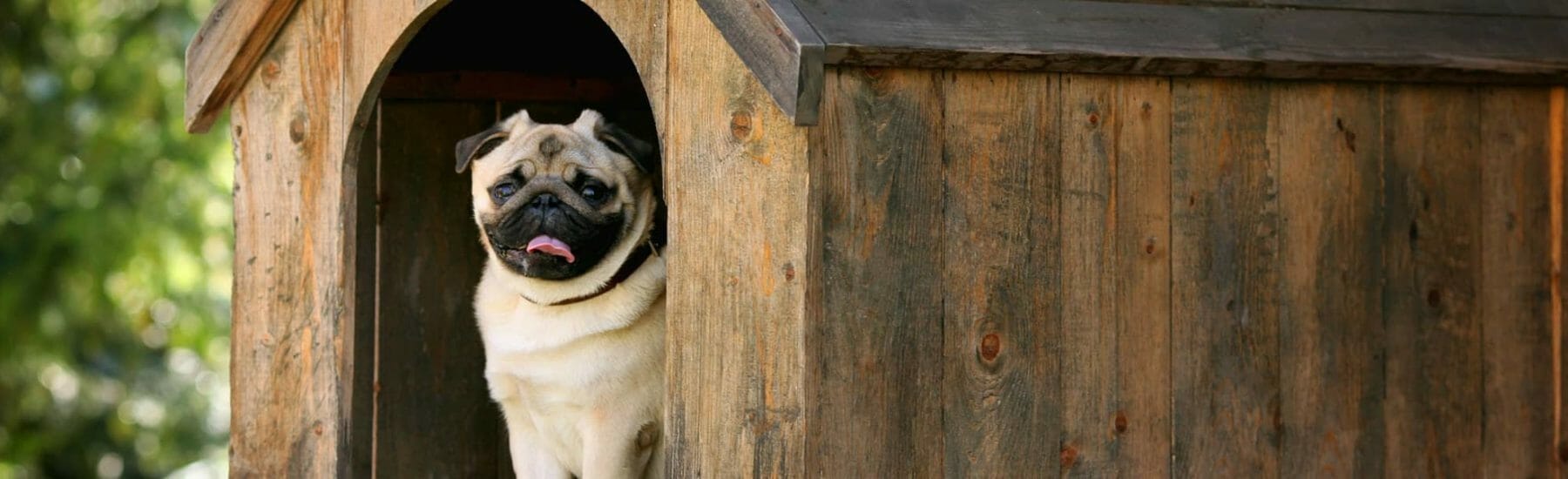 Pug sitting inside of a dog house