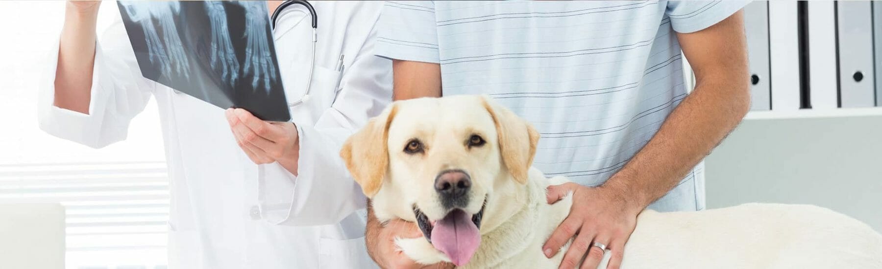White dog looking towards camera while a vet looks at an xray