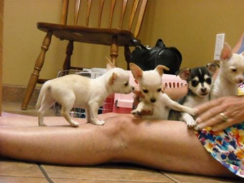 Four small puppies playing with owner
